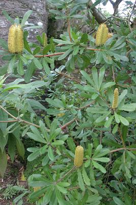 IMG_0342_banksia_marginata.jpg