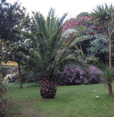 Phoenix canariensis in Falmouth.