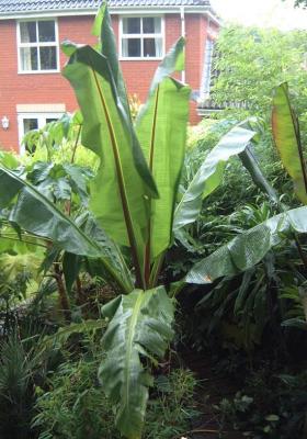 Ensete ventricosum