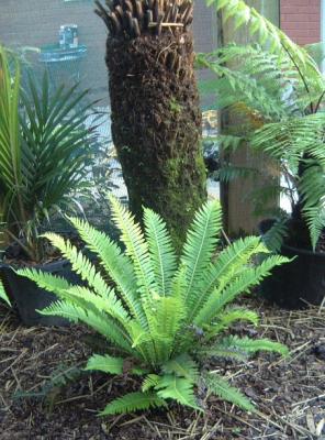 Blechnum nudum