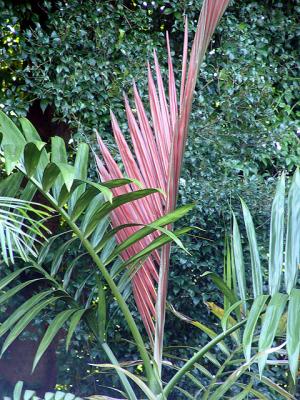 Chambeyronia macrocarpa. South Pacific Palms, Kerikeri, NZ 7-Jun-05