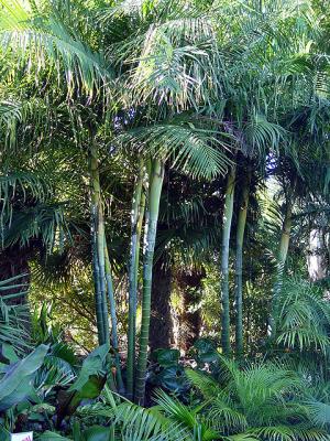 Dypsis baronii. South Pacific Palms, Kerikeri, NZ 7-Jun-05
