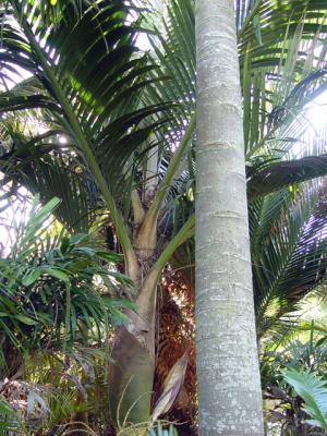 Rhopalostylis baueri. South Pacific Palms, Kerikeri, NZ 7-Jun-05
