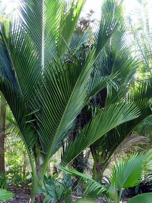 Rhopalostylis sapida subsp. oceana. South Pacific Palms, Kerikeri, NZ 7-Jun-05