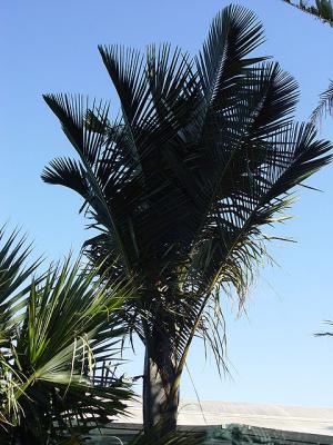 Ceroxylon parvifrons. South Pacific Palms, Kerikeri, NZ 7-Jun-05