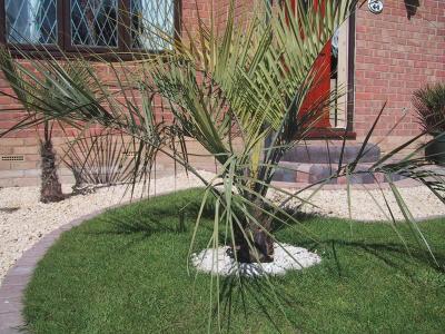 Butia eriospatha  Somerset U.K.