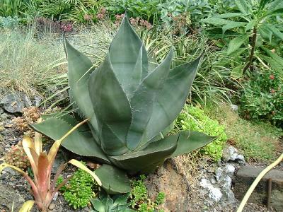 Agave salmiana 'coarctata'