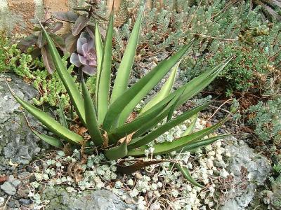 Agave lechuguilla