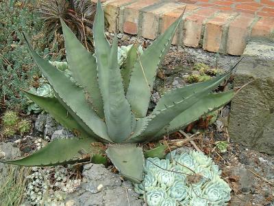 Agave scabra