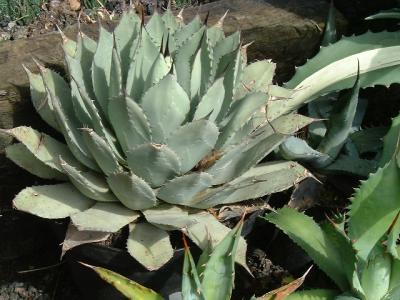 Agave parryi var huachucensis