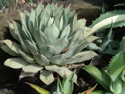 Agave parryi var huachucensis