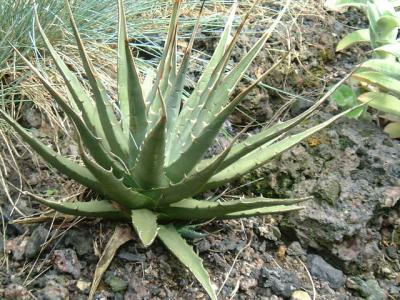 Agave utahensis var eborispina