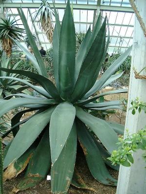 Agave atrovirens