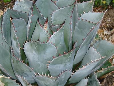 Agave parrasana