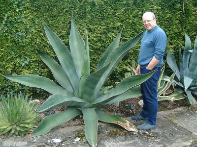 Agave salmiana