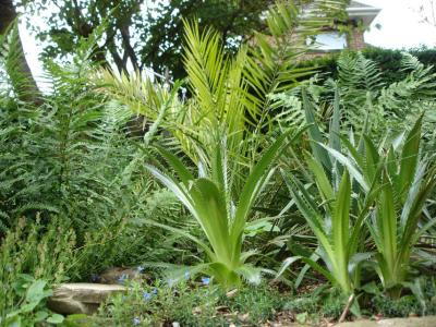 eryngium dryopteris phoenix yucca.jpg