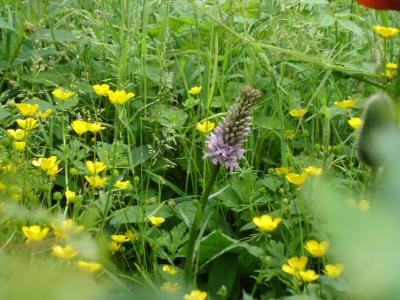 meadow spotted orchid.jpg