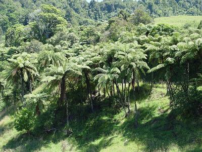 C. medullaris grove. Manawahe Hills, Bay of Plenty NZ Jan 04
