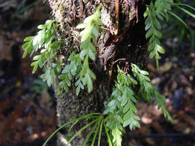 Tmesipteris lanceolata, NZ. Enigmatic, primitive plant sometimes seen on imported fern trunks.