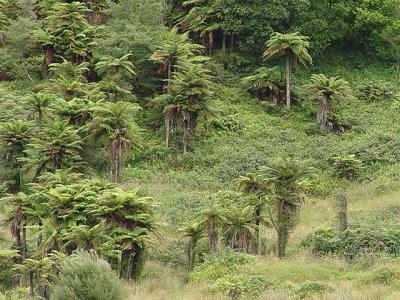 Dicksonia fibrosa & D. squarrosa 'treefern savanna' in upper Waioeka Gorge, Bay of Plenty, NZ