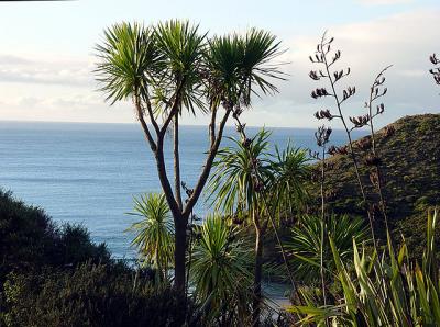 C. australis at the extreme northern tip of New Zealand. 6-Jun-05