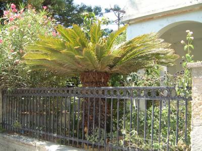 Cycas revoluta growing on the Island of Zakynthos