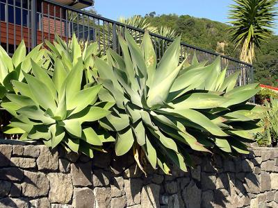 Agave attenuata 26th June 05, Whakatane, NZ.