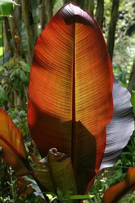 Ensete ventricosum 'maurelii', backlit