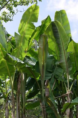 Musa sikkimensis