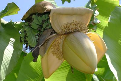 Musa basjoo, flowers.