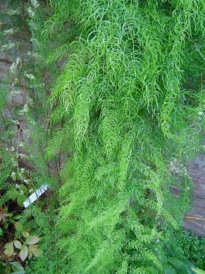 Asparagus chinchinensis