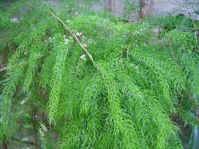 Asparagus chinchinensis flowering