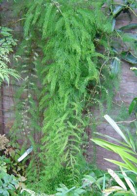 Asparagus chinchinensis