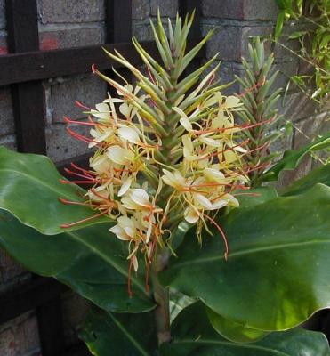 Hedychium Gardnerianum.jpg