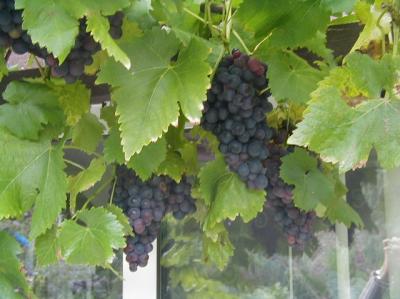 Grapes 2005.jpg