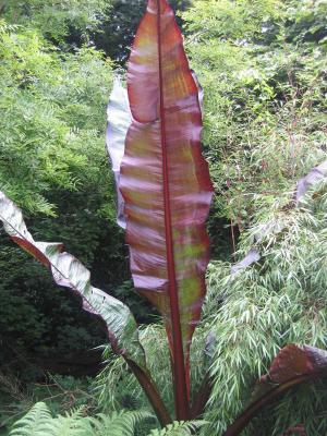 Ensete montbellardii new leaf