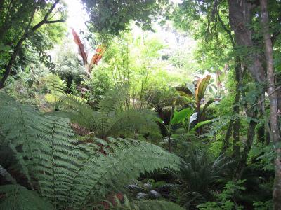 Ensete monty and maurellii in wooded setting