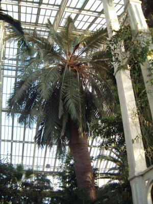 Jubaea chilensis in the Temperate House, Kew Gardens, London.