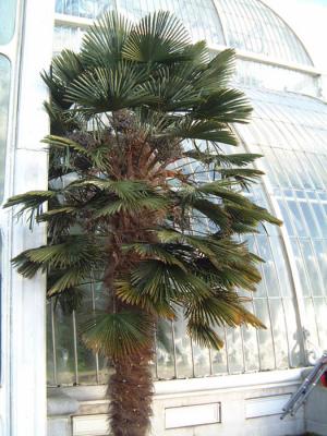 Trachycarpus wagnerianus at Kew Gardens, London