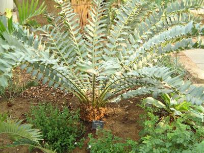 Encephelartos ferox at Kew Gardens, London