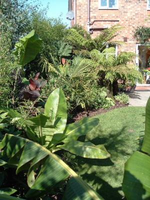 Ensete ventricosum, Yushania anceps, Canna and Musa basjoo leading on to Treeferns.