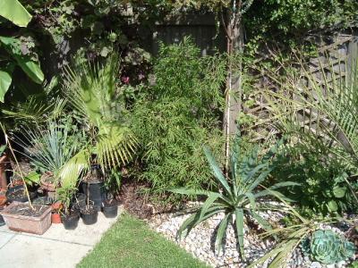 Washingtonia, Beschorneria yuccoides and the wonderful bamboo Drepanostachyum microphyllum.