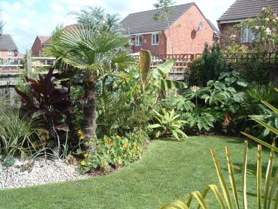 Butia capitata, Canna indica 'Purpurea', Trachycarpus fortunei, Hedychium, Musa sikkimensis, Echium and Tetrapanax 'Rex'.