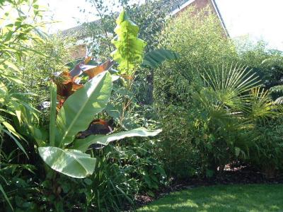 Ensete ventricosum.