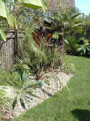 Butia capitata.