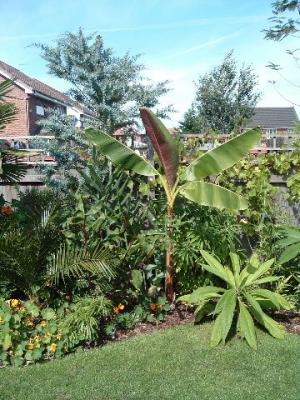 Musa sikkimensis with Acacia baileyana.
