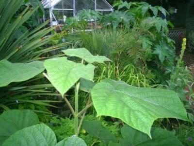 Cordy Paulownia B. Capitata.JPG