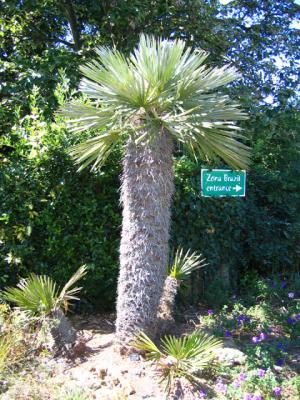 Trithrinax campestris in Bristol Zoo, UK.