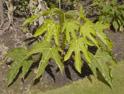 Fatsia Polycarpa 24th Aug 05 email.jpg