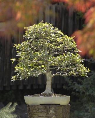 Bonsai Korean Hornbeam 24th Aug 05 email.jpg